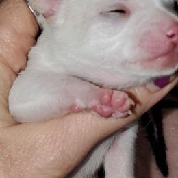 Boy 2 - White male Chihuahua puppy in Oklahoma City, Oklahoma from Teacup Chihuahuas and Friends