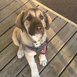 Anatolian Shepherd Dog Puppies from Mcginnis Guardian Dogs