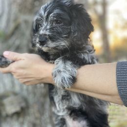 Girl 2 - Merle Goldendoodle puppy in Bradenton, Florida from Doodle Acres