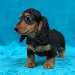 Bronco - Black and tan male Dachshund puppy in Lincoln, Arkansas from Red Dirt Dachshunds