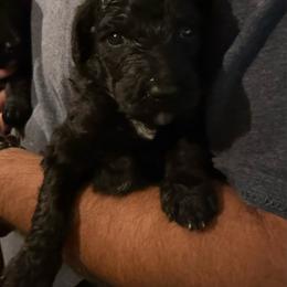 Blue boy (Neville) - Black male Bernedoodle puppy in Moulton, Alabama from Triple W Doodles