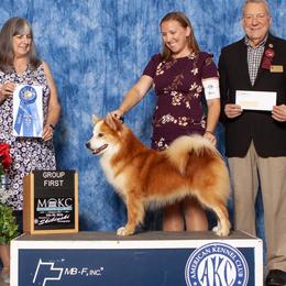 Ryo - Icelandic Sheepdog