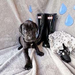 Mira - Black and white female Great Dane puppy in Climax, Michigan from Beaver Creek Danes