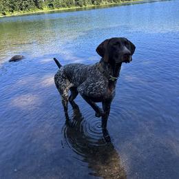 German Shorthaired Pointer All Grown Up from Holding Hands Farm