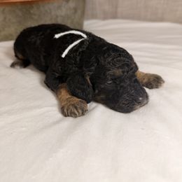 Joy - Phantom female Goldendoodle puppy in Luana, Iowa from Country View Bernedoodles and Goldendoodles