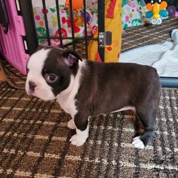 Boston Terrier Puppies from Big Sky Bostons