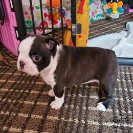 Boston Terrier Puppies from Big Sky Bostons