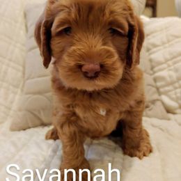 Australian Labradoodle Puppies from Lavender Fields Australian Labradoodles