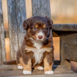 Koa - Red tri male Miniature Australian Shepherd puppy in Niles, Michigan from Impression Dogs