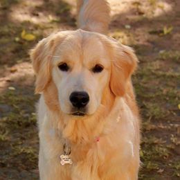 Golden Retriever Puppies from Goldminer Goldens