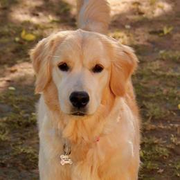 Golden Retriever Puppies from Goldminer Goldens