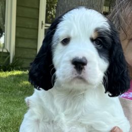 Winnie - Black white and tan female English Springer Spaniel puppy in Torrington, Wyoming from Wyoming Springer Spaniels