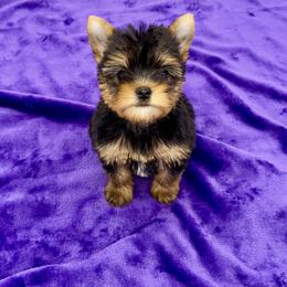 Yorkshire Terrier puppies from The Royal Yorkie Den LLC