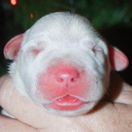 Diana - White female Dogo Argentino puppy in San Diego, California from Debonair Dogos