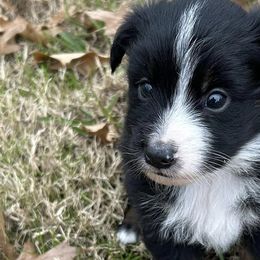 Miniature Australian Shepherds from Wildwood Aussies
