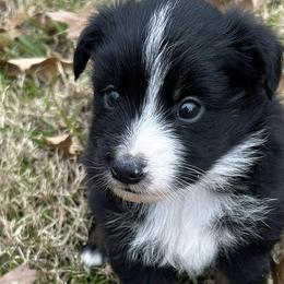 Miniature Australian Shepherds from Wildwood Aussies