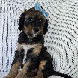 Bella - Sable female Bernedoodle puppy in Galt, Missouri from Only Doodles!