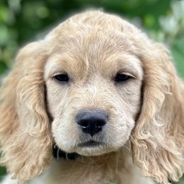 Companion Crosses from Robyn's Nest Mini Goldens