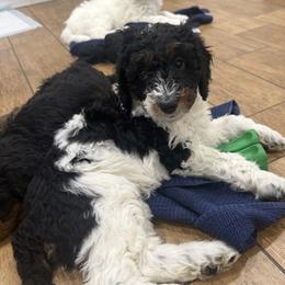 Bernedoodle Puppies from Rebecca Vandersluis