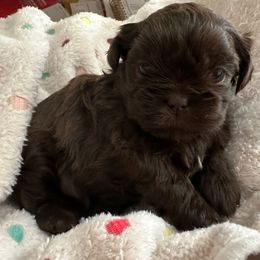 Girl 2 - Liver female Shih Tzu puppy in Kodak, Tennessee from Cutshall Babies