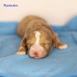Roman - Red male Cockapoo puppy in Canastota, New York from Silver City Cockapoos