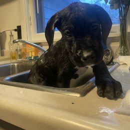 Great Dane Puppies from Great Dane Dynasty