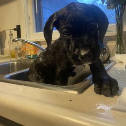Great Dane Puppies from Great Dane Dynasty