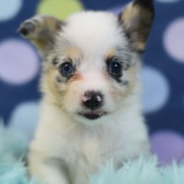 Mario - Blue merle and white male American Corgi puppy in Lithia, Florida from Diamondcrest Inc
