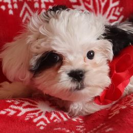 Shihpoos from Sherry’s Shih-Poos