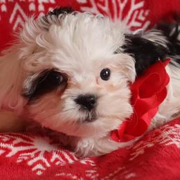 Shihpoos from Sherry’s Shih-Poos