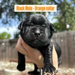 Orange Collar - Black male Labrador Retriever puppy in Galt, California from On My Side Kennels