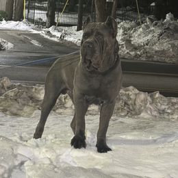 Cane Corso and Poodles from Viceroy Corsos