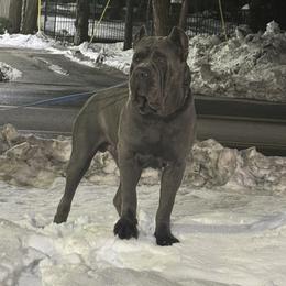 Cane Corso and Poodles from Viceroy Corsos