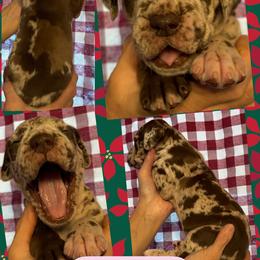 CHIFFON - Merle female Great Dane puppy in Wellsville, New York from Prophecy Danes