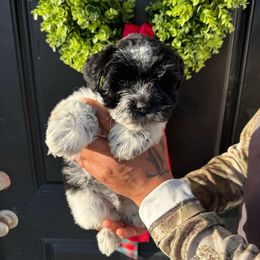 Otis - dark green collar - Parti male Miniature Schnauzer puppy in Oneonta, Alabama from Murphree Valley Kennels
