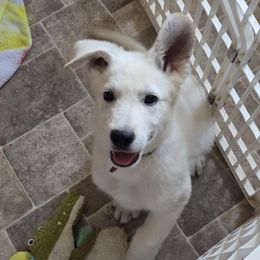 Boy 1 - White male German Shepherd puppy in Tonopah, Nevada from Mercy's White Shepherds