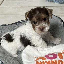 Maleficent AKC - Chocolate, tan and white female Yorkshire Terrier puppy in Labelle, Florida from Chocolate and Parti Yorkies in Florida