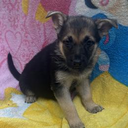 Elsie - Black and tan female German Shepherd puppy in Perkasie, Pennsylvania from Twila Ruth Herot