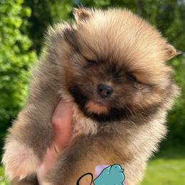 Tito- 4000.00 dollars - Orange sable male Pomeranian puppy in Perry County, Ohio from Speechless Pom’s