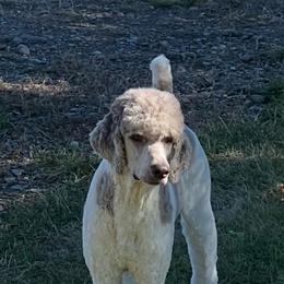 Smoke - Poodle
