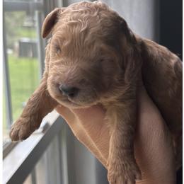 Rocket - Red  male Goldendoodle puppy in Gastonia, North Carolina from Crowders Creek Doodles