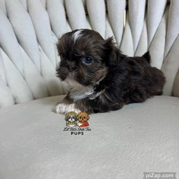 Jolene - Chocolate female Shih Tzu puppy in Walkertown, North Carolina from Lil’ Bit’s Shih Tzu