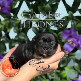 Game of Thrones, Sansa Stark (maybe fluffy) - Black and tan female French Bulldog puppy in Salem, Oregon from Toy House Frenchies