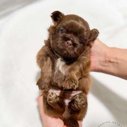Eko - Liver male Shih Tzu puppy in League City, Texas from Divine Pups
