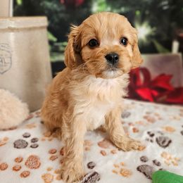 Gibb - Apricot male Cavapoo puppy in Lebanon, Missouri from Perkins Pups