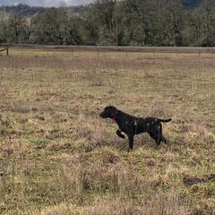 Pudelpointer All Grown Up from Happy Valley Gun Dogs