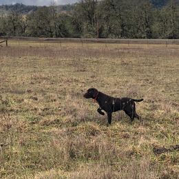 Pudelpointer All Grown Up from Happy Valley Gun Dogs