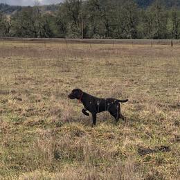 Pudelpointer All Grown Up from Happy Valley Gun Dogs