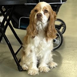 Millie - Cocker Spaniel