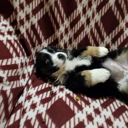 Girl 4 - Black tri female Miniature Australian Shepherd puppy in New Plymouth, Idaho from D & L Mini Aussies